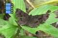 Scene 02_Brown Rionidae with Rugged Edge on Leaf